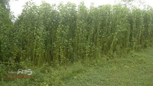 কাহারোলে পানির অভাবে পাট জাগ দিতে পারছে না কৃষক