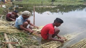 পঞ্চগড়ে পাটের ফলন ভালো, দামে শঙ্কা