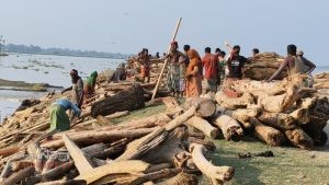 অস্থায়ী হাটে ‘লাল চন্দন’ ভেবে বিক্রি হচ্ছে নদীতে ভেসে আসা কাঠ