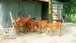 জনবল সংকটে টিকাদান ব্যাহত, গবাদিপশু নিয়ে শঙ্কা