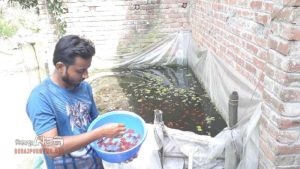 দিনাজপুর রঙিন মাছে রঙিন স্বপ্ন গড়ছেন রাকিব