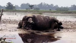 কুড়িগ্রামে দুধকুমার নদের পানিতে ভেসে এলো মরা গণ্ডার