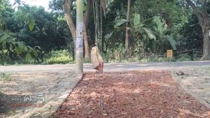 নাটোরের বাগাতিপাড়া বিদ্যুতের খুঁটি টানা তার না সরিয়ে রাস্তা সংস্কার