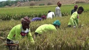 কাহারোলে আগাম ধানে কৃষকের মুখে হাসি