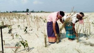 কুড়িগ্রামের চিলমারীর খেরুয়ার চরবাসীরা নিজ উদ্যোগে গড়ছেন প্রাকৃতিক বাঁধ