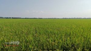 কুড়িগ্রামের চিলমারীতে আমন ক্ষেতে মাজরা পোকার আক্রমন