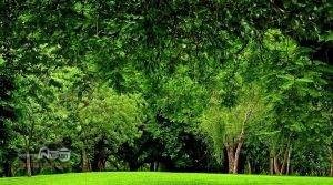 জেনে নিন মানসিক চাপ কমানোর সহজ ও প্রাকৃতিক উপায়