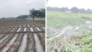 অসময়ে বৃষ্টিতে নওগাঁর ধান-আলু-সবজির ক্ষতির আশঙ্কা