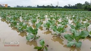 নওগাঁর মান্দায় হঠাৎ বৃষ্টিতে সবজি খেতের ব্যাপক ক্ষতি