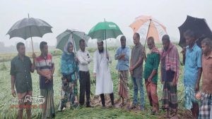 ঘোড়াঘাটে ক্ষতিগ্রস্ত রোপা আমনের মাঠ পরিদর্শনে কৃষি বিভাগ