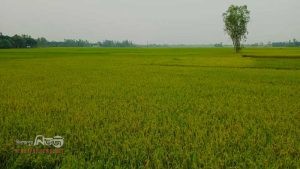 দেবীগঞ্জ উপজেলায় আমনের বাম্পার ফলন