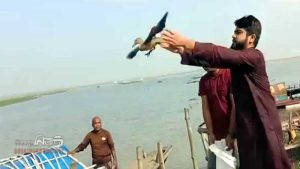 নওগাঁয় উদ্ধারকৃত ৬টি বালি-হাঁস অবমুক্ত