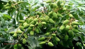 এ বছর পাবনায় লিচুর ব্যবসা ৮০০ কোটি টাকায় পৌঁছাতে পারে