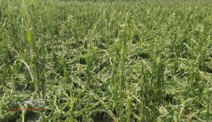 আটোয়ারীতে আকষ্মিক ঝড়-শিলাবৃষ্টিতে ফসলের ব্যাপক ক্ষতি