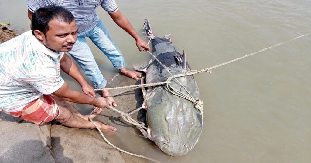 কুড়িগ্রামে ব্রহ্মপুত্র নদে ধরা পড়েছে ৯০ কেজির বাঘাইড়