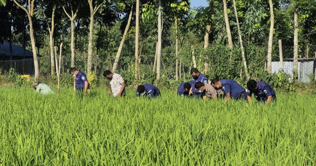 বগুড়ায় ধানক্ষেত থেকে অটোরিকশাচালকের মরদেহ উদ্ধার