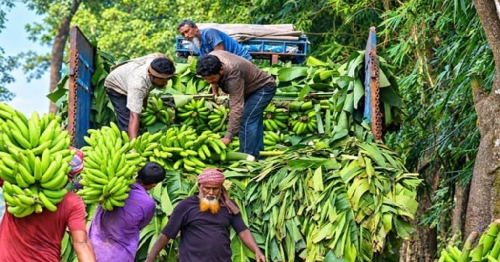 গাইবান্ধায় কার্বাইড দিয়ে পাকানো কলায় সয়লাব বাজার, বাড়ছে স্বাস্থ্য ঝুঁকি