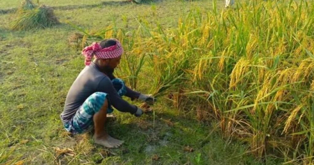 আমনের ফলন ভালো, তবু উৎপাদন খরচ বেড়ে দুশ্চিন্তায় রংপুরের কৃষকরা