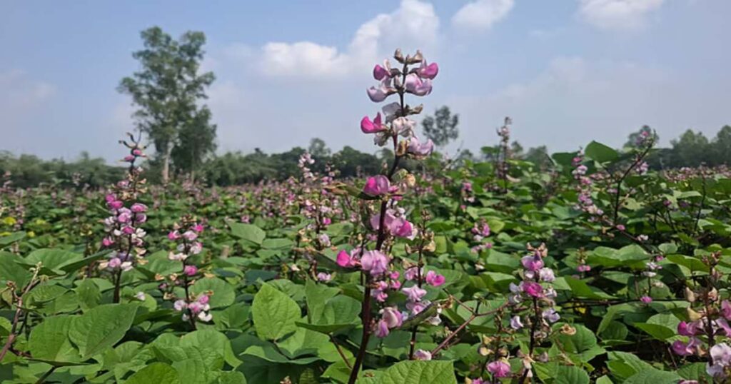 ঠাকুরগাঁওয়ে কৃষকের ৮৫ টাকার শিম, বাজারে ১৪০