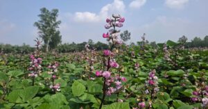 ঠাকুরগাঁওয়ে কৃষকের ৮৫ টাকার শিম, বাজারে ১৪০