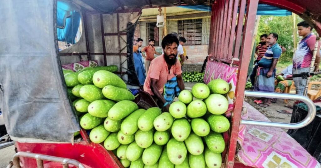 পঞ্চগড়ে কৃষকের চার আনার লাউ খুচরায় ৩০ টাকা