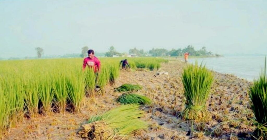 ভাঙন ঠেকানোর উদ্যোগ নেই, তিস্তাপাড়ে ঘরবাড়ি-ফসল হারিয়ে বিপাকে মানুষ
