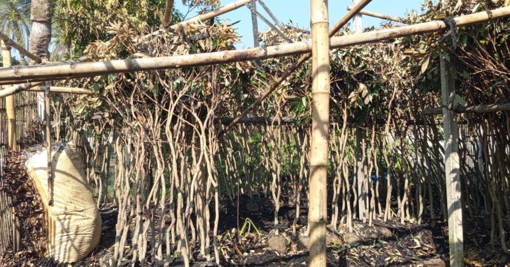 বিরলে নার্সারীতে গভীর রাতে আগুন, প্রায় ৪ লাখ টাকার ক্ষতি