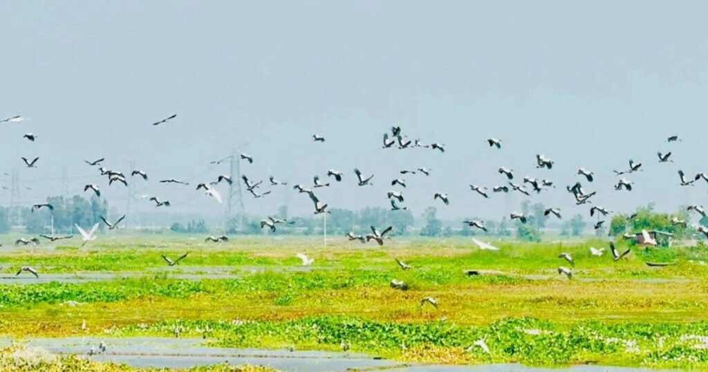 চলনবিলে অতিথি পাখির আনাগোনা, শিকার বন্ধে বাড়ছে নজরদারি