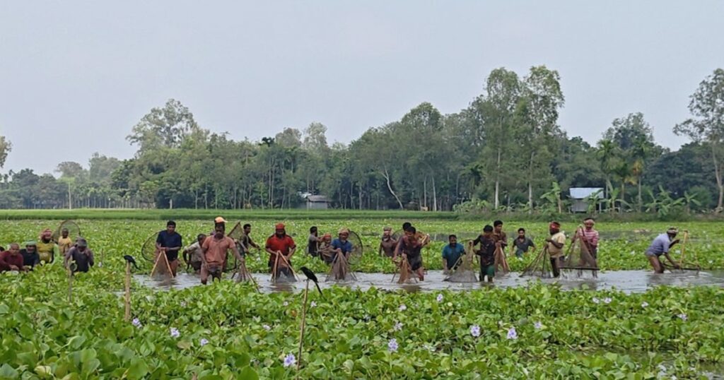মাছের সংকটে ম্লান কুড়িগ্রামের ঐতিহ্যবাহী পলো বাওয়া উৎসব