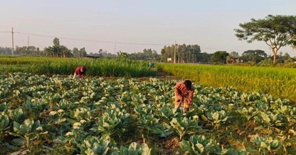 দিনাজপুরের ঘোড়াঘাটে আগাম শীতকালীন সবজির ভালো ফলন, খুশি কৃষকেরা