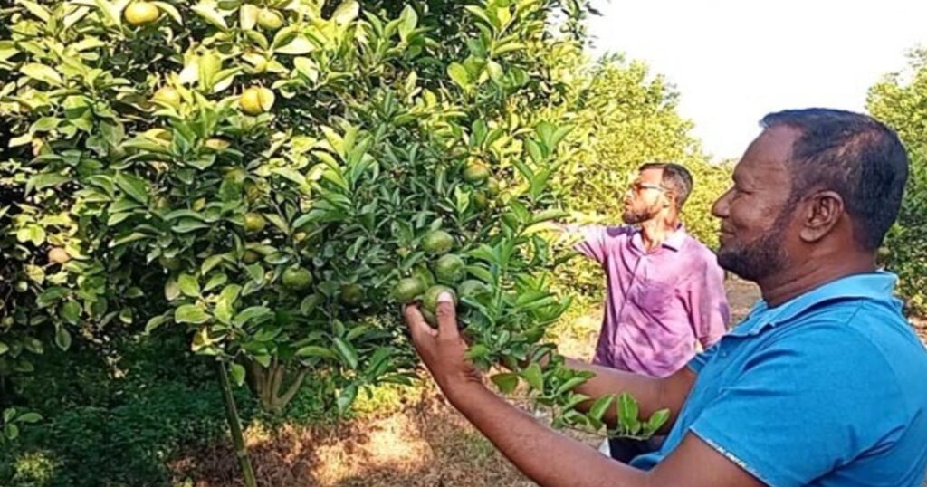 দিনাজপুর নবাবগঞ্জে কমলা চাষ করে সফলতার স্বপ্ন দেখছেন অবসরপ্রাপ্ত সেনা সদস্য জহুরুল